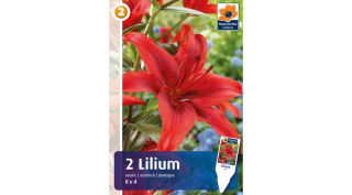 Liliom Asiatic Red