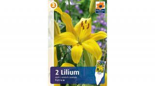 Liliom Asiatic Yellow