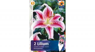 Liliom Oriental Hybrid Stargazer - ILLATOS!