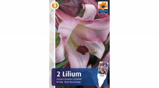 Lilium Pink Perfection - TROMBITAVIRÁGÚ, ILLATOS