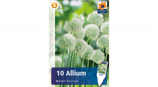 Óriás Díszhagyma - Allium Mount Everest