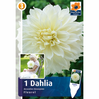 Óriásvirágú dália gumó Fleurel Dinnerplate - De Ree