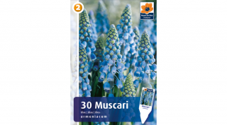 Örmény Gyöngyike - Muscari Armeniacum Blue