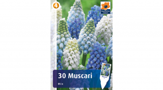 Örmény Gyöngyike - Muscari Mix