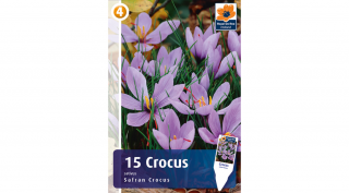 Sáfrány - Safran Crocus Sativus - ŐSSZEL VIRÁGZIK