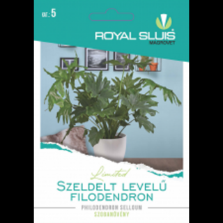 Szeldelt levelű filodendron - RoyalSluis - Philodendron Selloum
