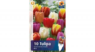 Triumph Tulipán Mix - alacsony fajta