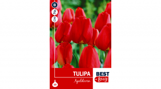 Tulipán Apeldoorn - Klasszikus piros