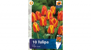 Tulipán Cape Cod - alacsony, korai