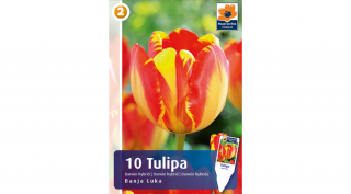 Tulipán darwin Banja Luka - hosszantartó virágzás