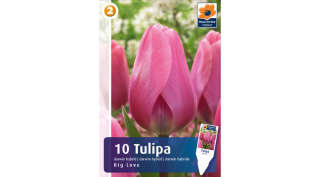 Tulipán darwin Big Love - hosszantartó virágzás