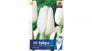 Tulipán darwin Hakuun - hosszantartó virágzás