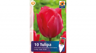 Tulipán darwin Lady van Eijk - hosszantartó virágzás