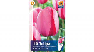 Tulipán darwin Pink Impression - hossszantartó virágzás