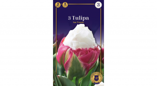 Tulipán Double Late Ice Cream Késői tulipánkülönlegesség