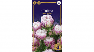 Tulipán Double Late 'Peggy Wonder'