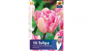 Tulipán Foxtrot