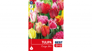 Tulipán Fringed Crispa mix - FODROS SZEGÉLY