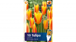 Tulipán Giuseppe Verdi - alacsony, korai