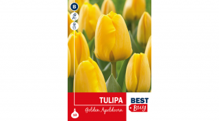 Tulipán Golden Apeldoorn