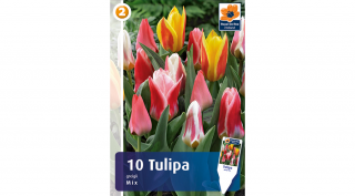 Tulipán Greigii Mix - alacsony színkeverék