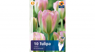 Tulipán Groenland - viridiflora