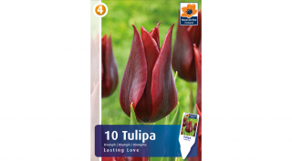 Tulipán Lasting Love - triumph