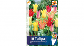 Tulipán Lilyflowering mix - LILIOMVIRÁGÚ