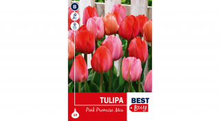 Tulipán Pink Promise mix - RÓZSASZÍN ÁRNYALATAI