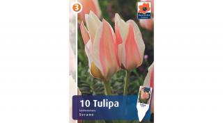 Tulipán Serano - alacsony, korai