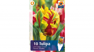 Tulipán Texas Flame - papagájvirágú