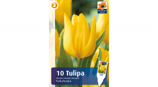 Tulipán Yokohama - Tripumph