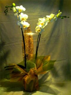 Angyali Üdvözlet - Orchidea