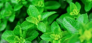 Citromillatú menta - Mentha piperita var. citrata - Konténeres