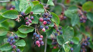 Fanyarka - Amelanchier spicata - Konténeres