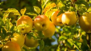 Golden Delicious 'Reinders' alma - Konténeres