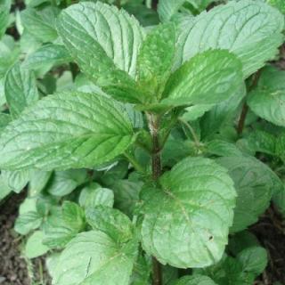 Narancs menta - Mentha species 'Orange' - Konténeres