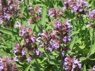 Orvosi zsálya - Salvia officinalis - Konténeres