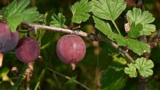 Ribes Captivator köszméte - Konténeres