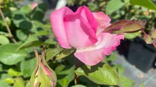 Rosa 'Beverly'® – Beverly rózsaszín teahibrid rózsa