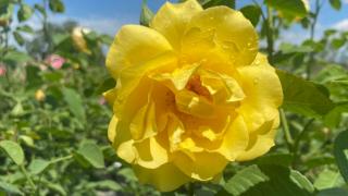 Rosa 'Golden Gate' - Golden Gate futórózsa