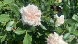 Rosa 'Larissa'® - Larissa rózsája