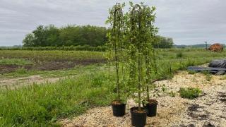 Szomorú barkafűz - Salix caprea 'Pendula'