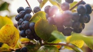 Viking fekete berkenye (Aronia) - Konténeres