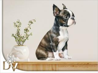 Falmatrica - Boston terrier kölyök kiskutya