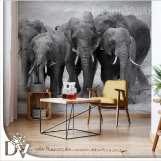 Fotótapéta - Elefántok fekete-fehér