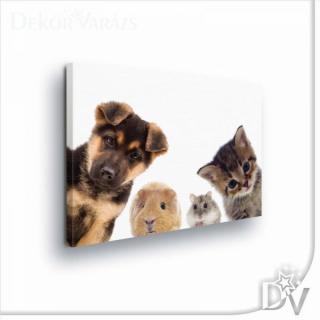 Vászonkép - Állatok (11785CV) / egyrészes