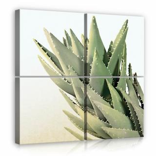 Vászonkép - Kaktusz (11971S20)