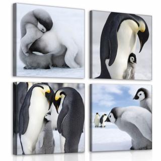 Vászonkép - Pingvin (10810S20)