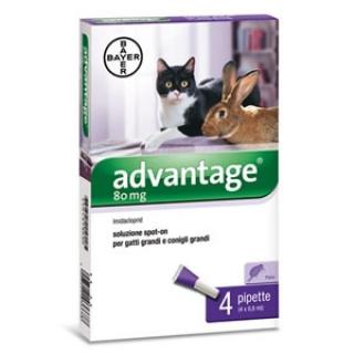 ADVANTAGE 80 CAT/RABBIT 0,8ML*4db